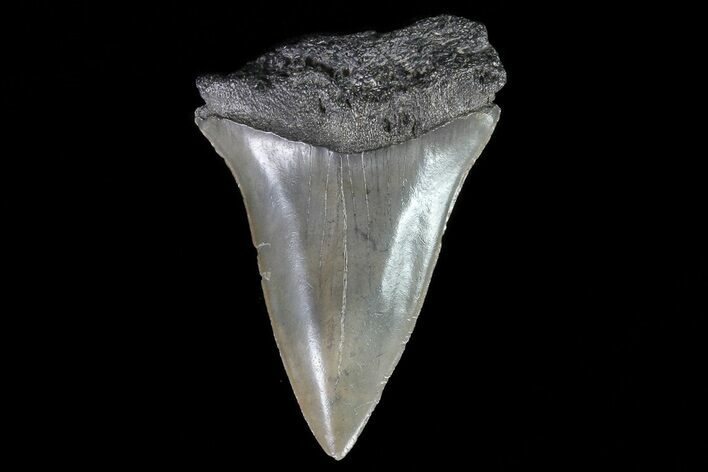 Fossil Mako Shark Tooth - Georgia #75098